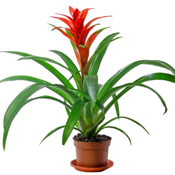 Cây dứa cảnh nến bầu đất